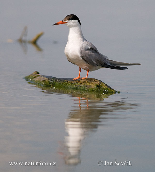 Sterna hirundo