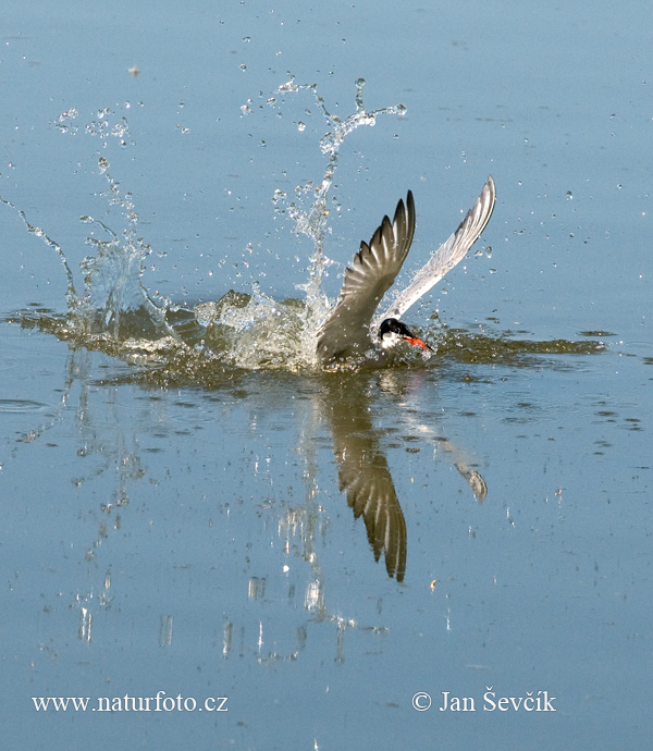 Sterna hirundo