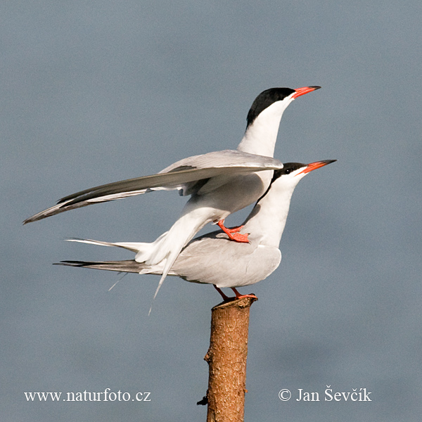 Sterna hirundo