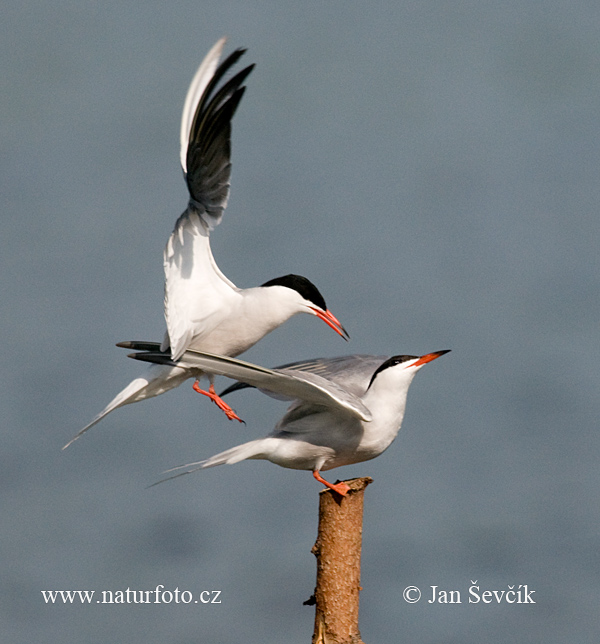 Sterna hirundo