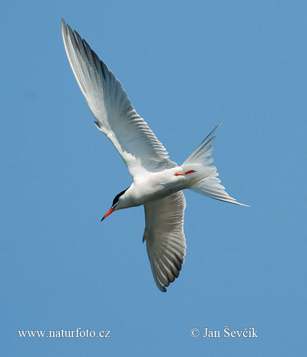 Sterna hirundo