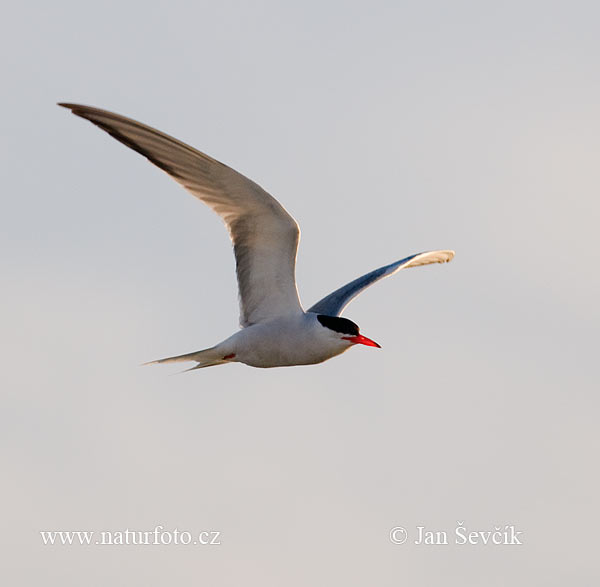 Sterna hirundo