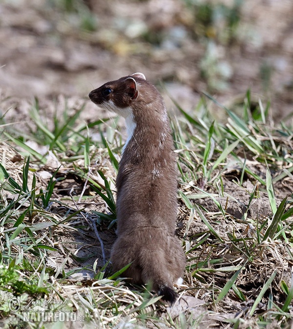 Stoat, Ermine (Mustela erminea)