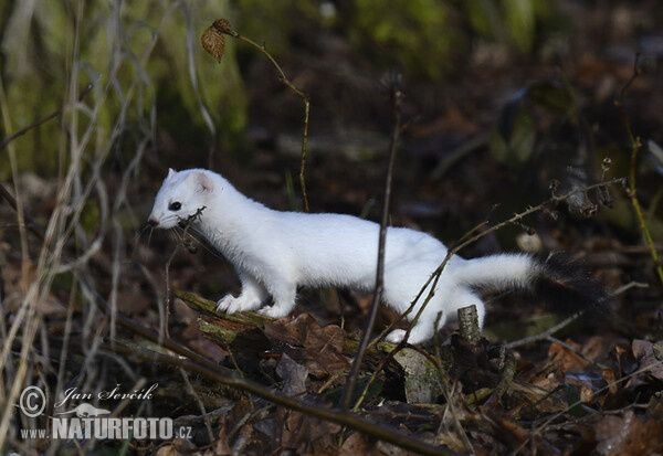 Stoat, Ermine (Mustela erminea)