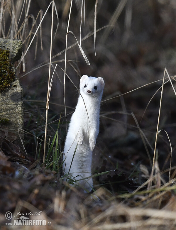 Stoat, Ermine (Mustela erminea)