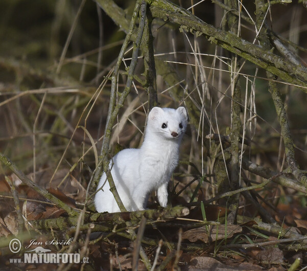 Stoat, Ermine (Mustela erminea)