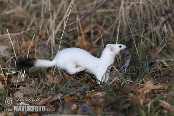 Stoat, Ermine (Mustela erminea)