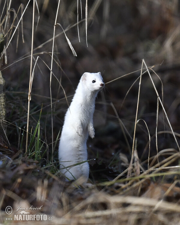 Stoat, Ermine (Mustela erminea)