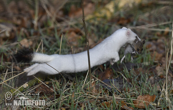 Stoat, Ermine (Mustela erminea)