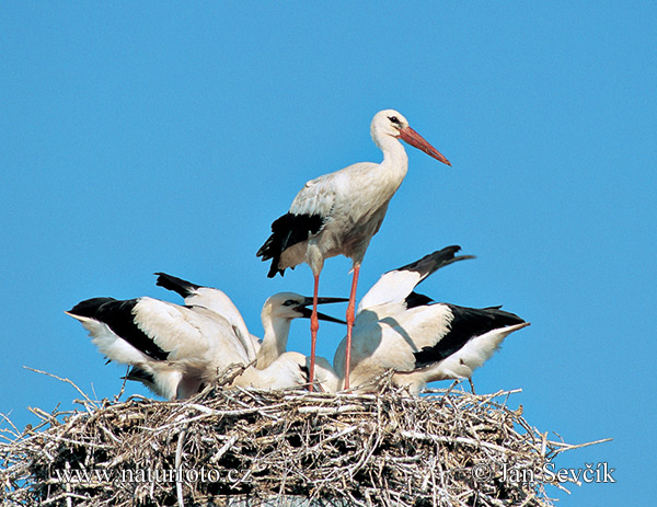 Stork