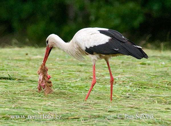 Stork