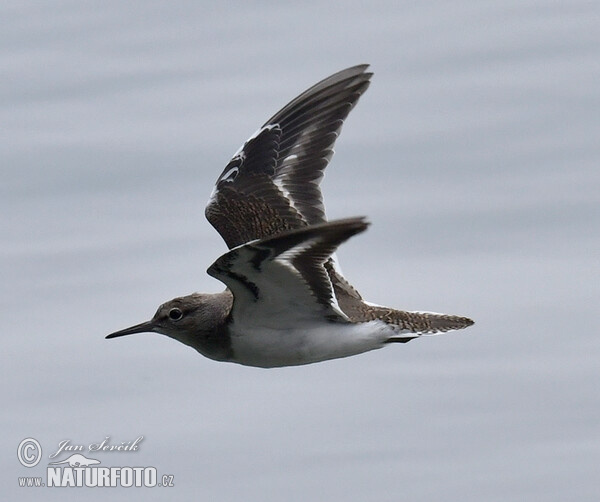 Strandsnipe