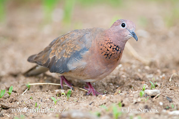 Streptopelia senegalensis