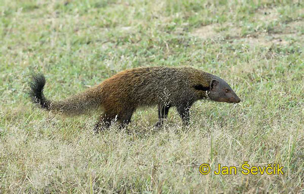 Stripe necked Mongoose (Herpestes vitticollis)