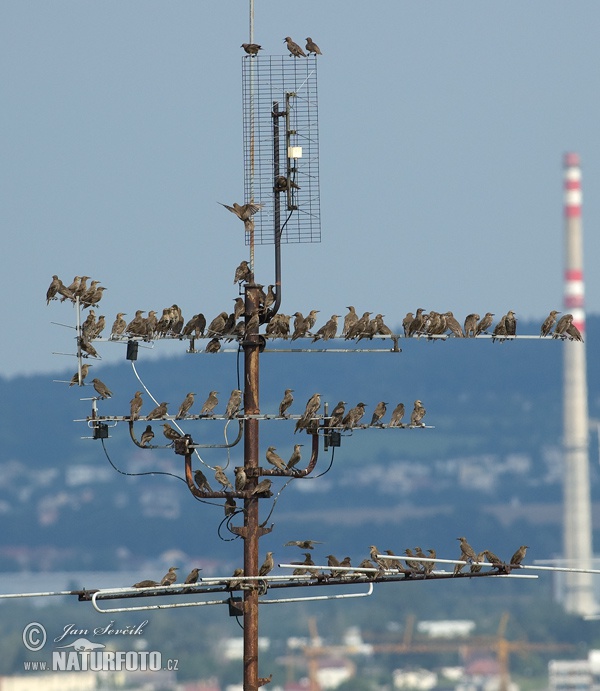 Sturnus vulgaris