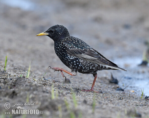 Sturnus vulgaris