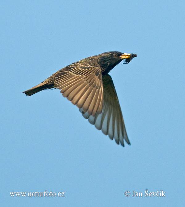 Sturnus vulgaris