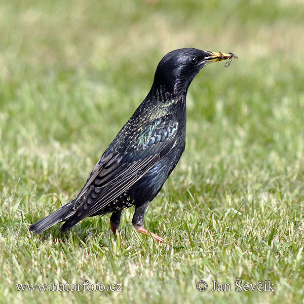 Sturnus vulgaris