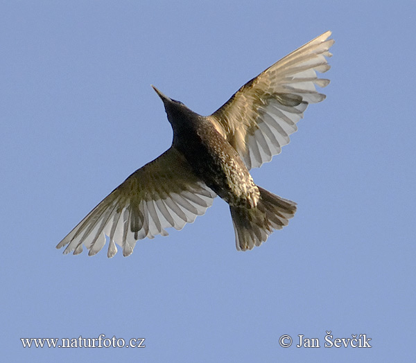 Sturnus vulgaris