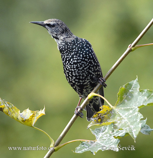 Sturnus vulgaris