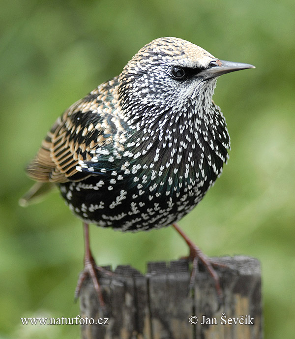 Sturnus vulgaris