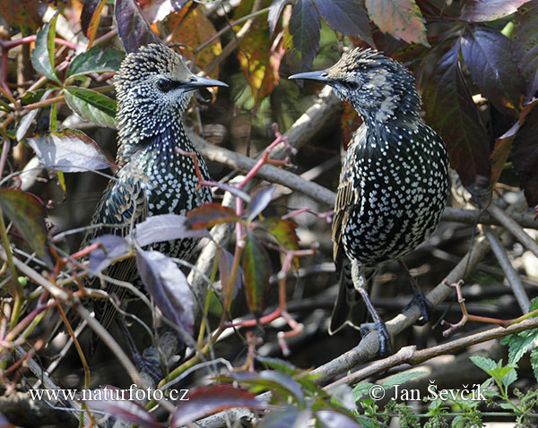 Sturnus vulgaris