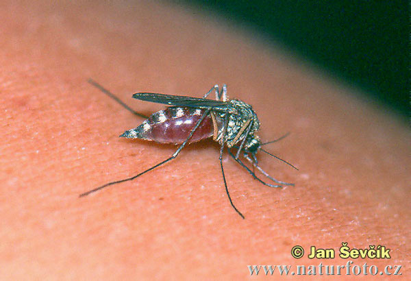 Sucking Mosquito (Culex sp.)