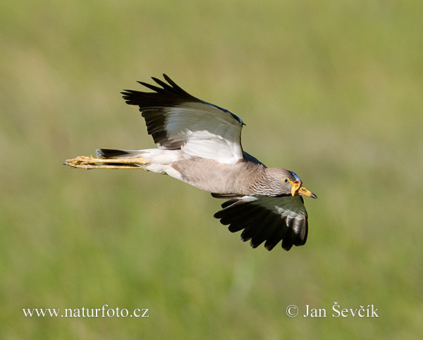 Sudafrika flavbrida vanelo