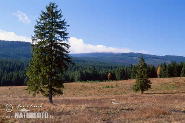 Šumava mountains (Sum)