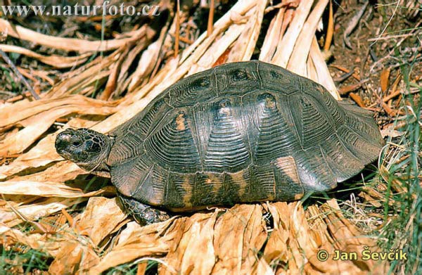 Svart landsköldpadda