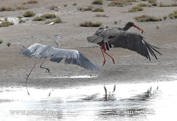 Svart stork