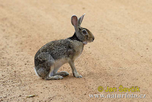 Svartnackad hare