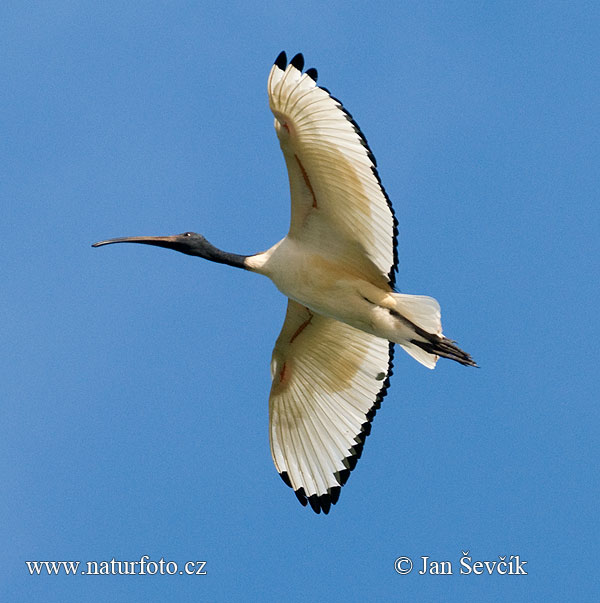 Šventasis ibis