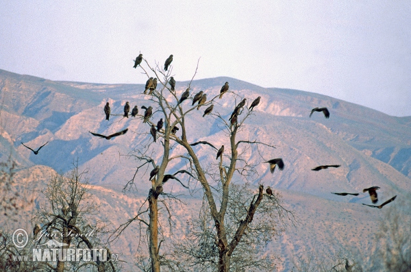 Tajikistan