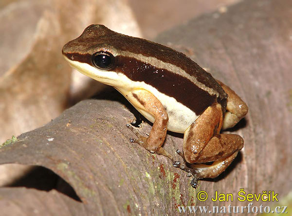 Talamancan dart Frog (Allobates talamancae)