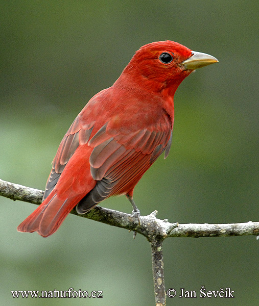 Tángara roja migratoria