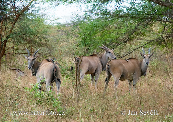 Taurotragus oryx