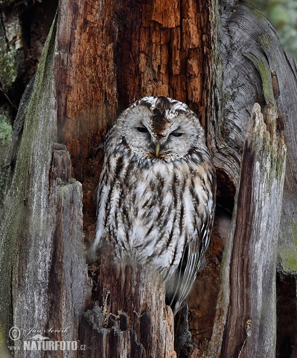 Tawny Owl (Strix aluco)