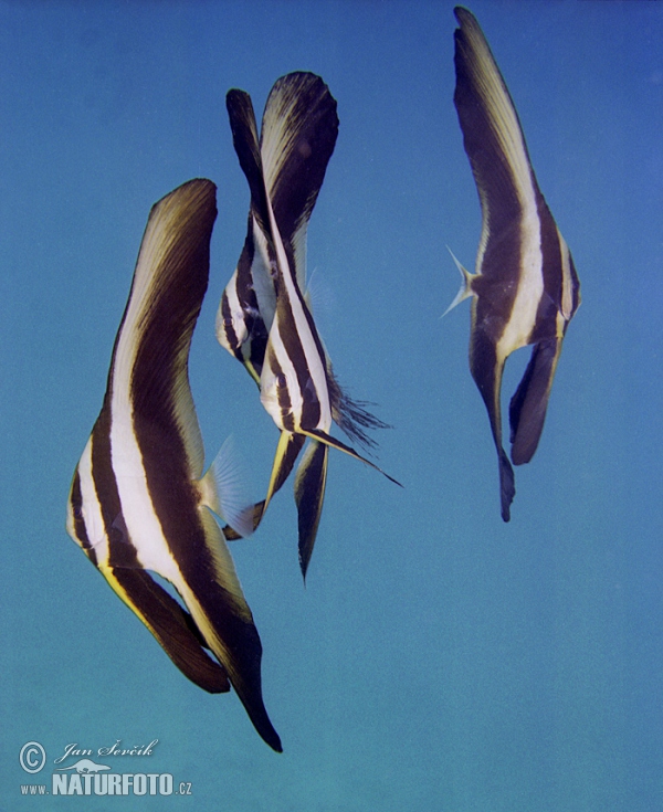 Teira batfish (Platax teira)