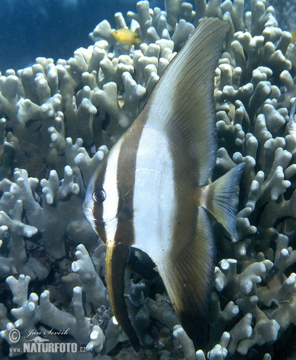 Teira batfish (Platax teira)