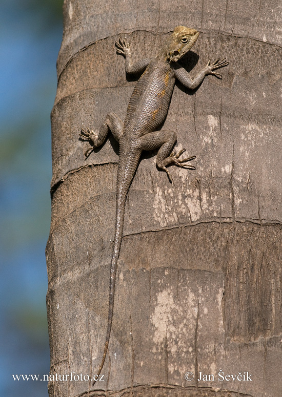 Telepes agáma