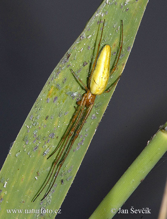 Tetragnatha extensa