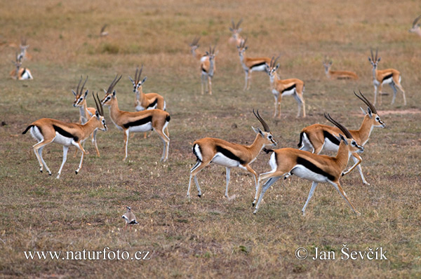 Thomson-gazella