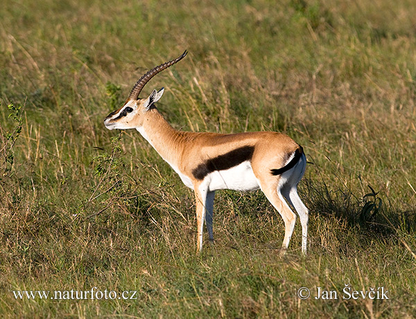 Thomson-gazella