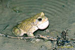 Зелена крастава жаба