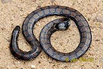 Циліндрична змія плямиста