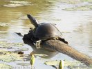 Индийская лопастная черепаха