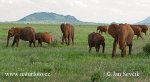فيل الأحراش الأفريقي