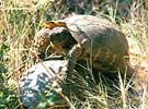 Облямована черепаха