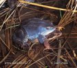 Жаба вастрамордая